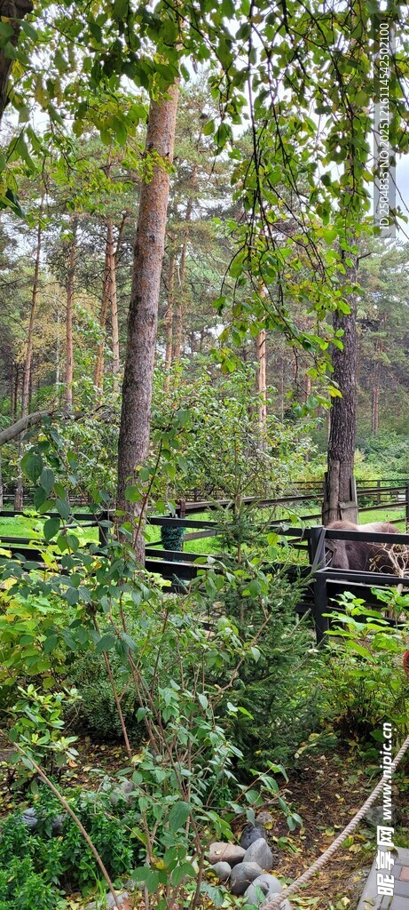 绿意盎然的自然林间景致