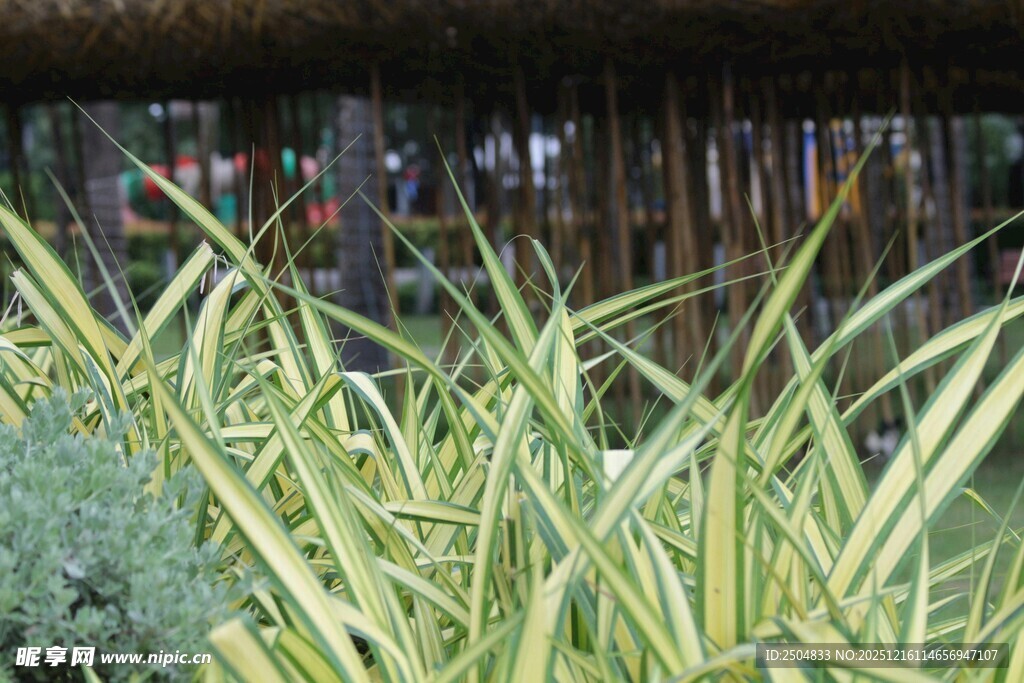 黄绿相间的观赏植物