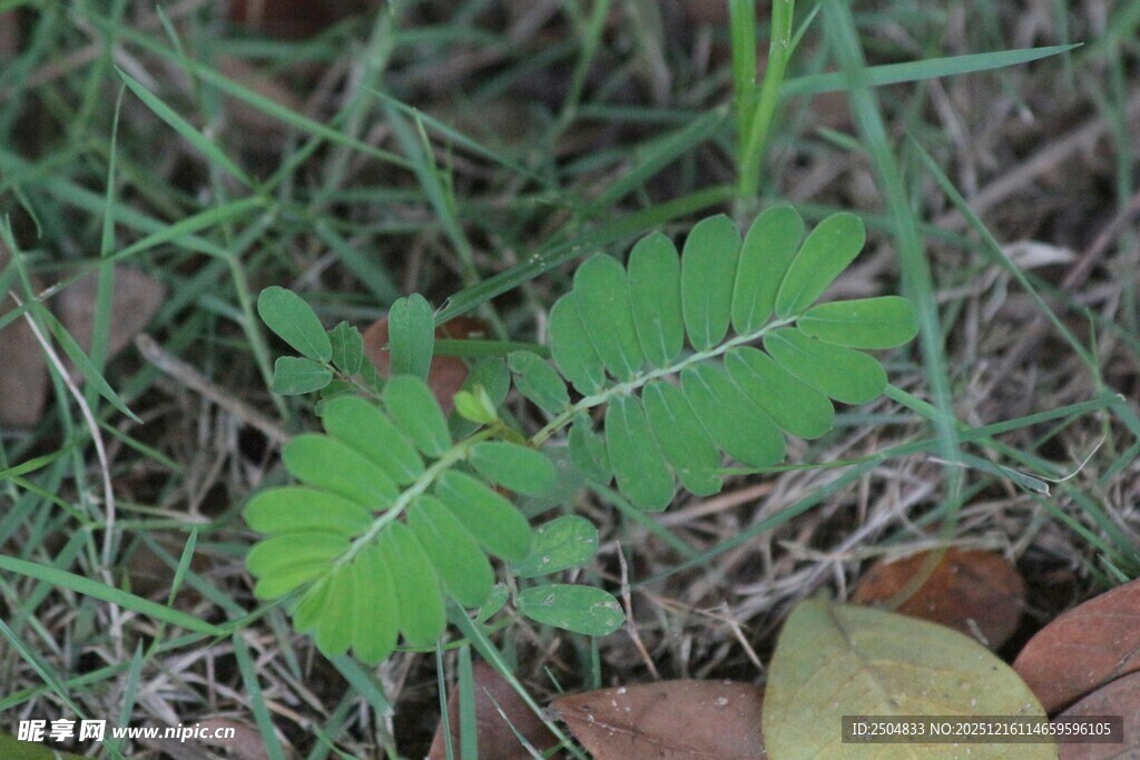 草丛中的嫩绿植物