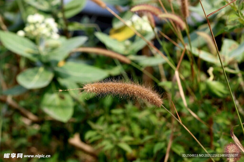 草丛中的植物特写