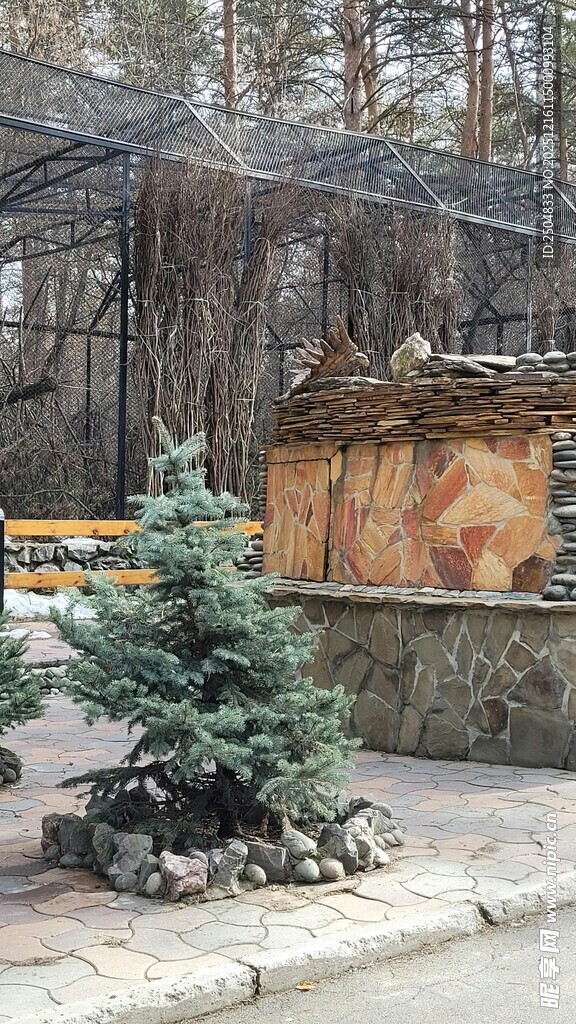 庭院中的翠绿松树