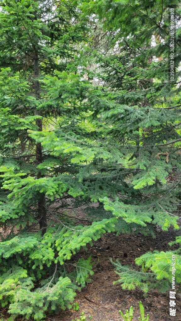 茂密森林中的翠绿树木