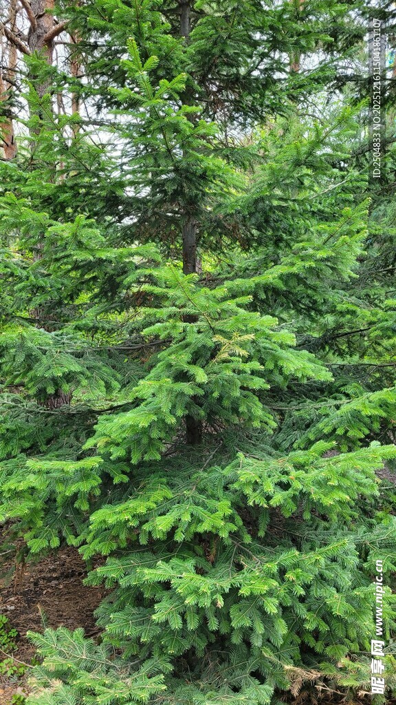 茂密翠绿的针叶林景观