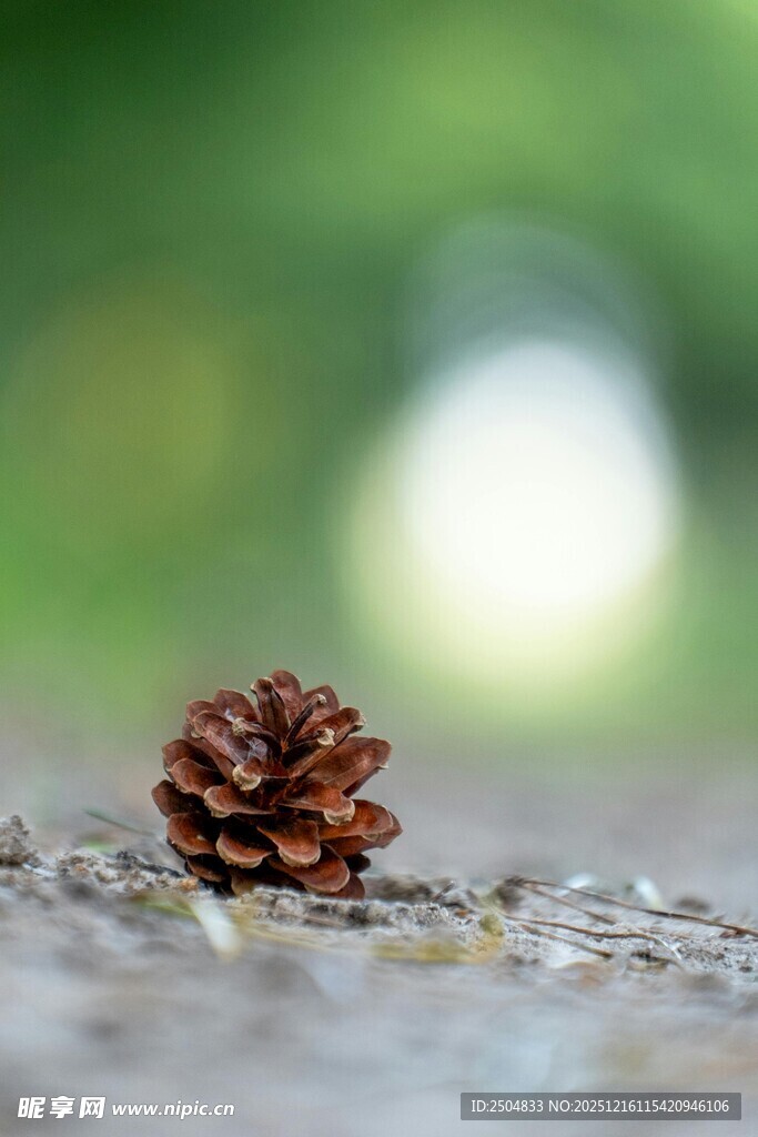 地面上的棕色松果