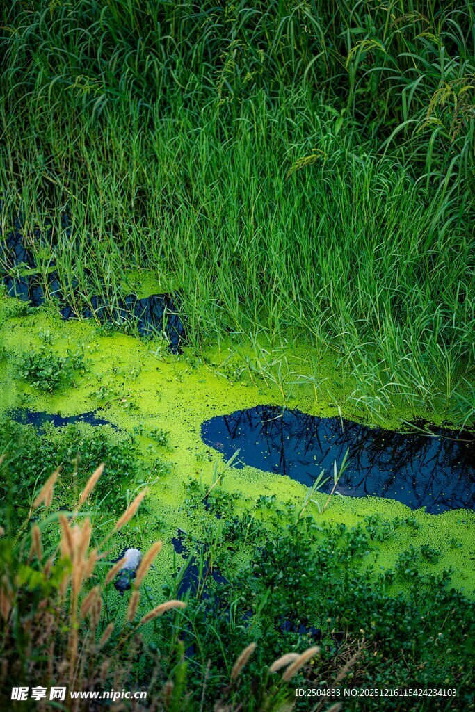翠绿湿地中的幽蓝水洼