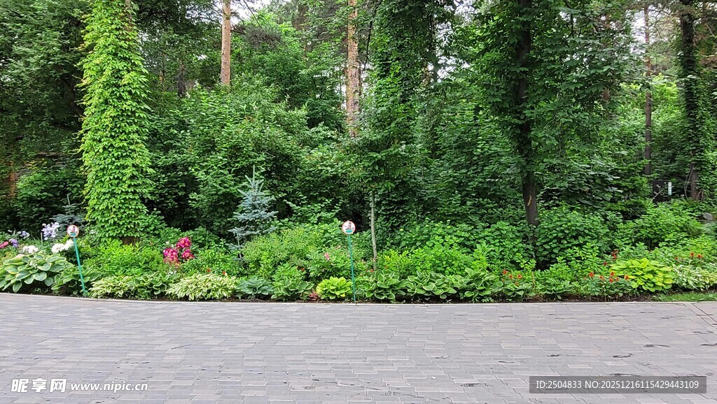 绿意盎然的户外植物景观