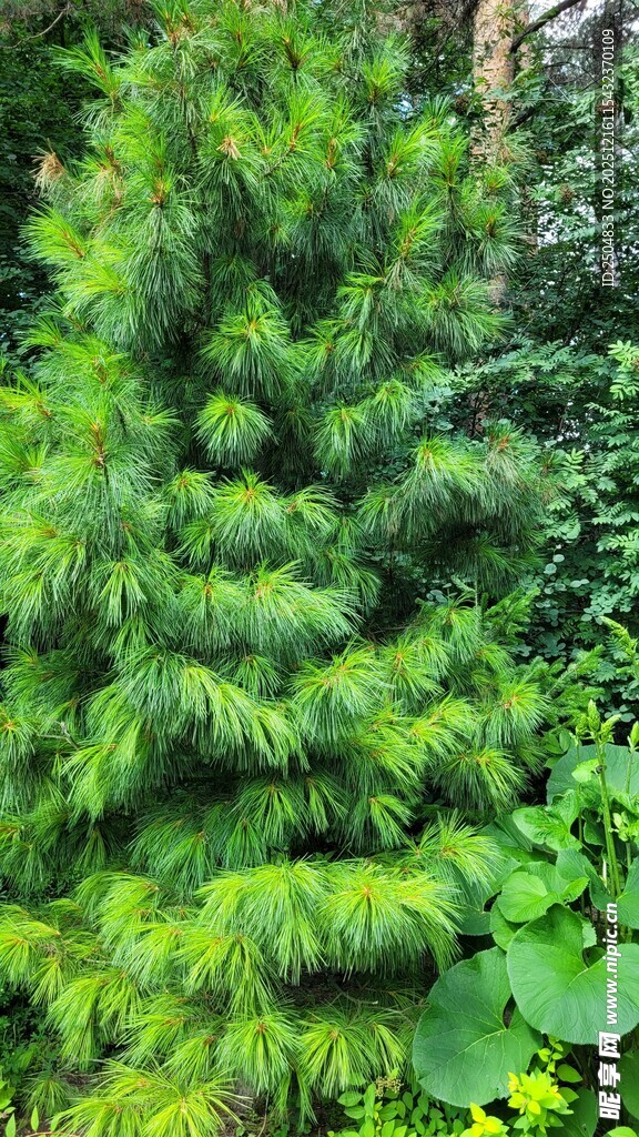 挺拔翠绿的针叶树