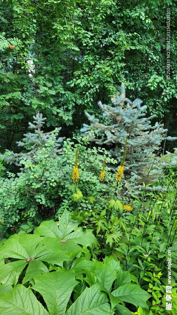 绿意盎然的自然植物景观