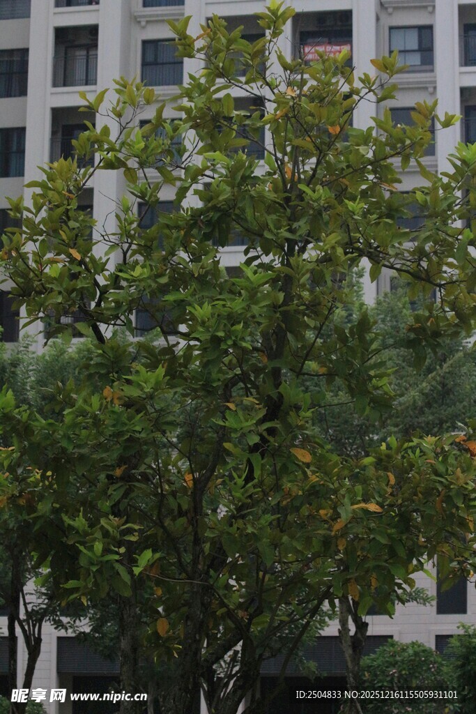 城市中葱郁的绿树