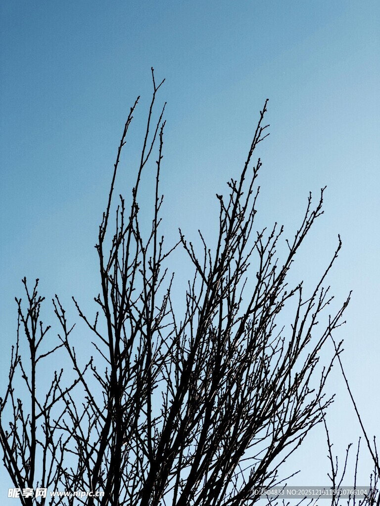蓝天映衬下的枯树枝桠