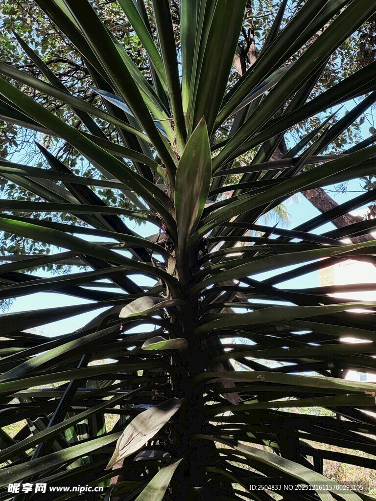 高大挺拔的棕榈树