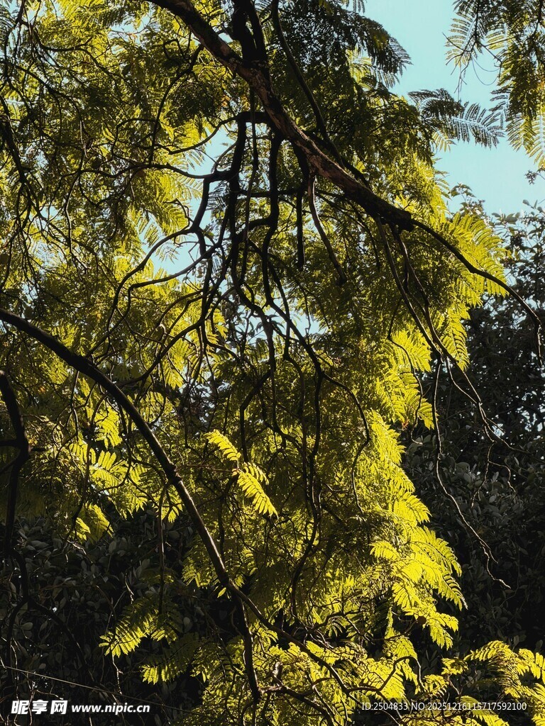 阳光下的翠绿枝叶