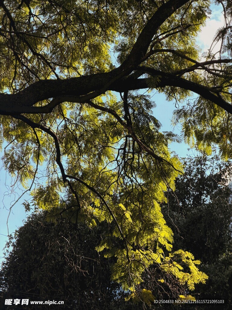 枝叶繁茂的树木