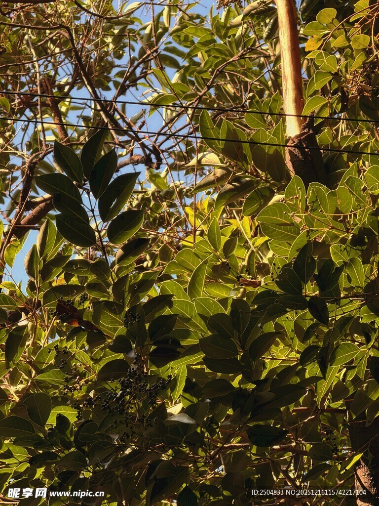 阳光下的繁茂绿叶