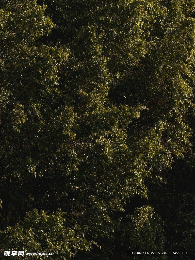 茂密葱郁的绿树景象