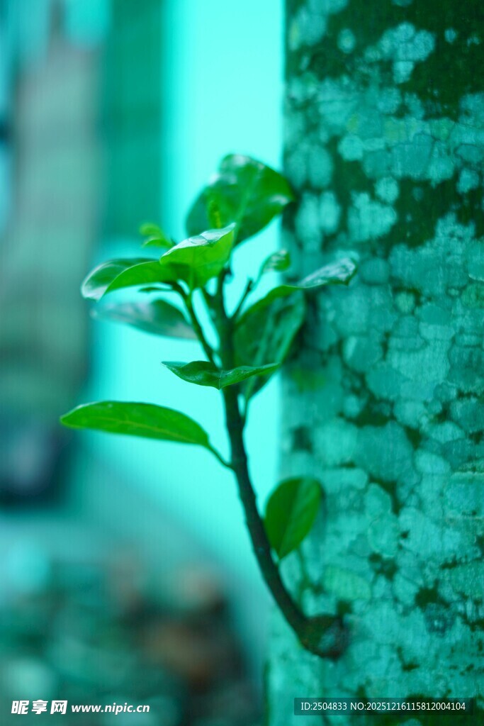 嫩绿新枝 展现生命活力