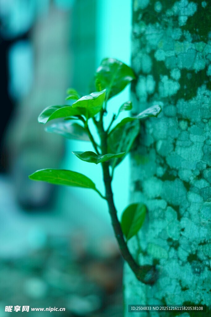 嫩绿新枝从树干中生长