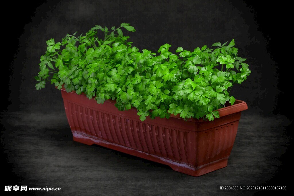 长方形花盆中的翠绿植物