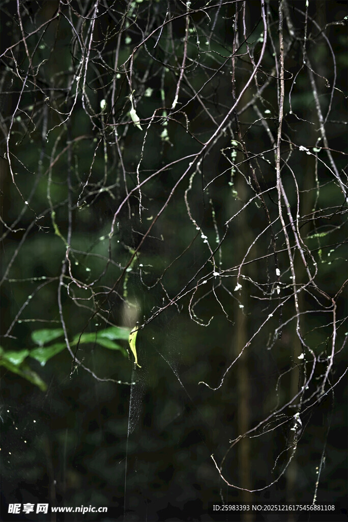 雨中树枝