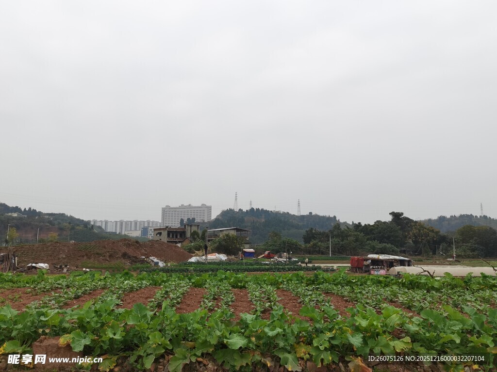 田野风光绿意盎然的农田