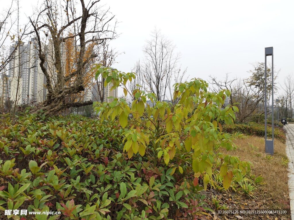 户外绿植与破旧围栏景观