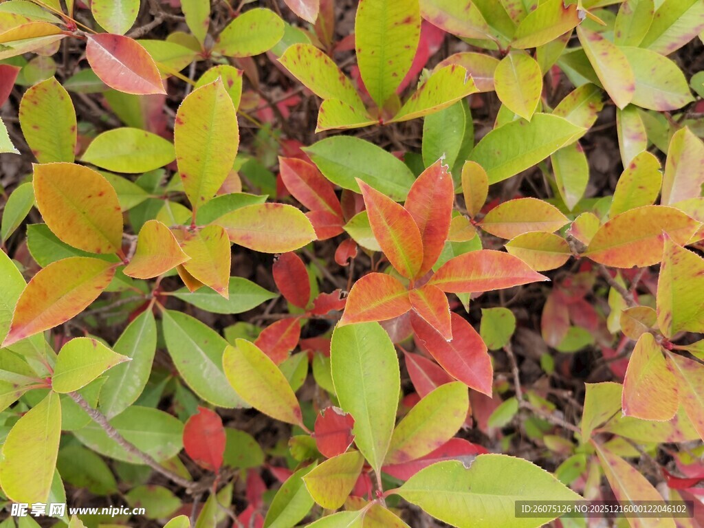 多彩斑斓的艳丽植物叶片