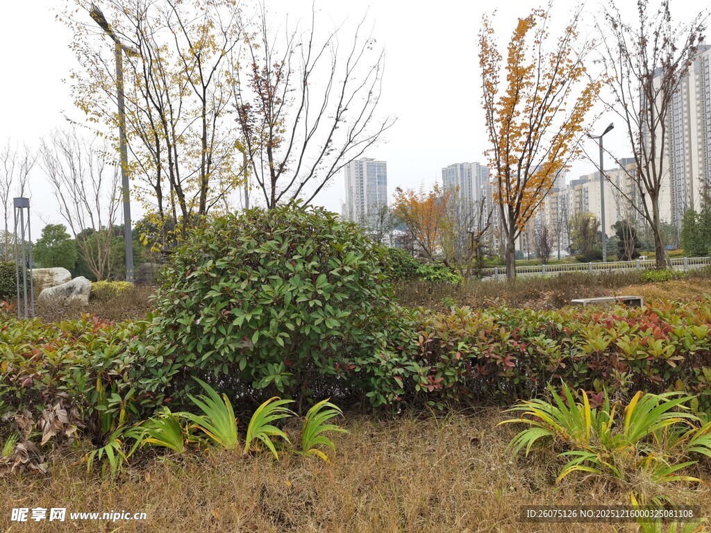 城市中的绿植景观