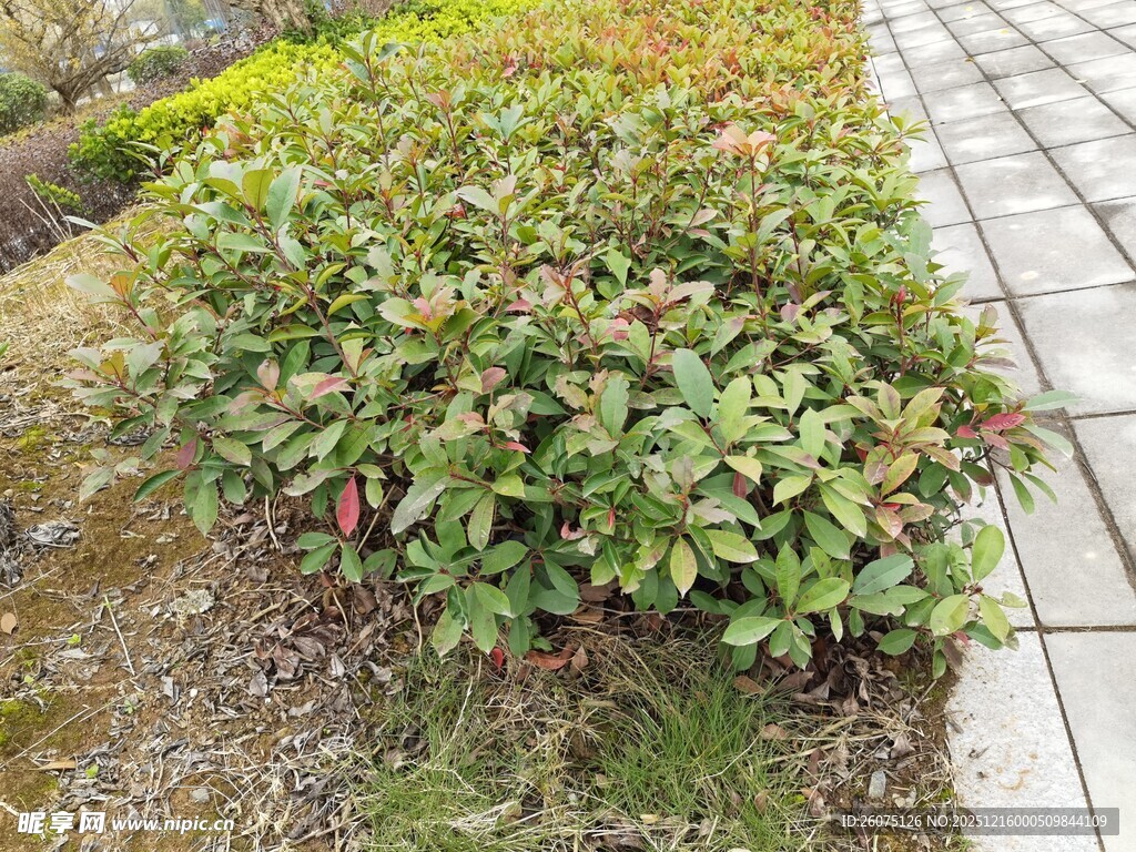 路边绿植景观