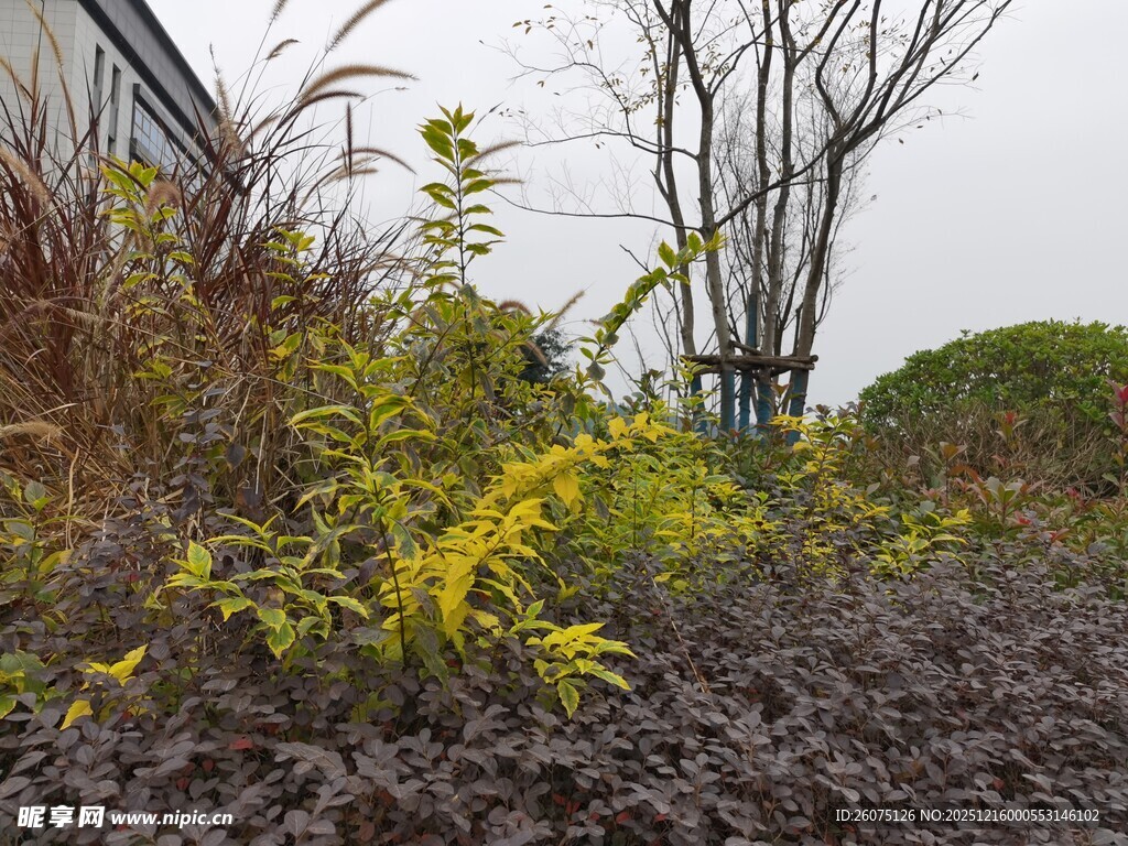 户外绿植景观一角