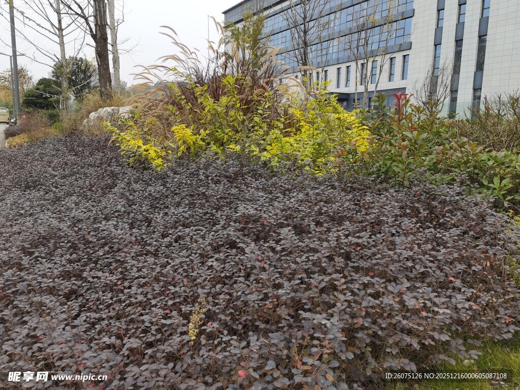 户外多彩植物景观