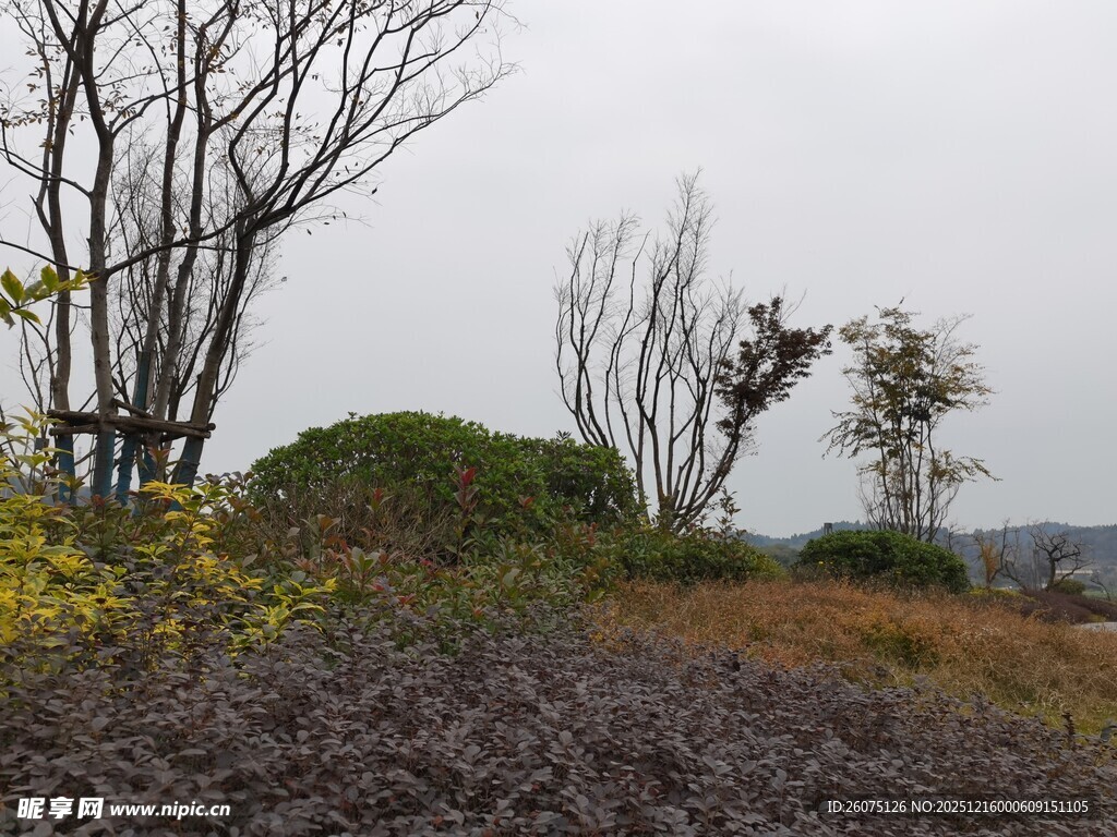 荒野枯树与零星花草景观