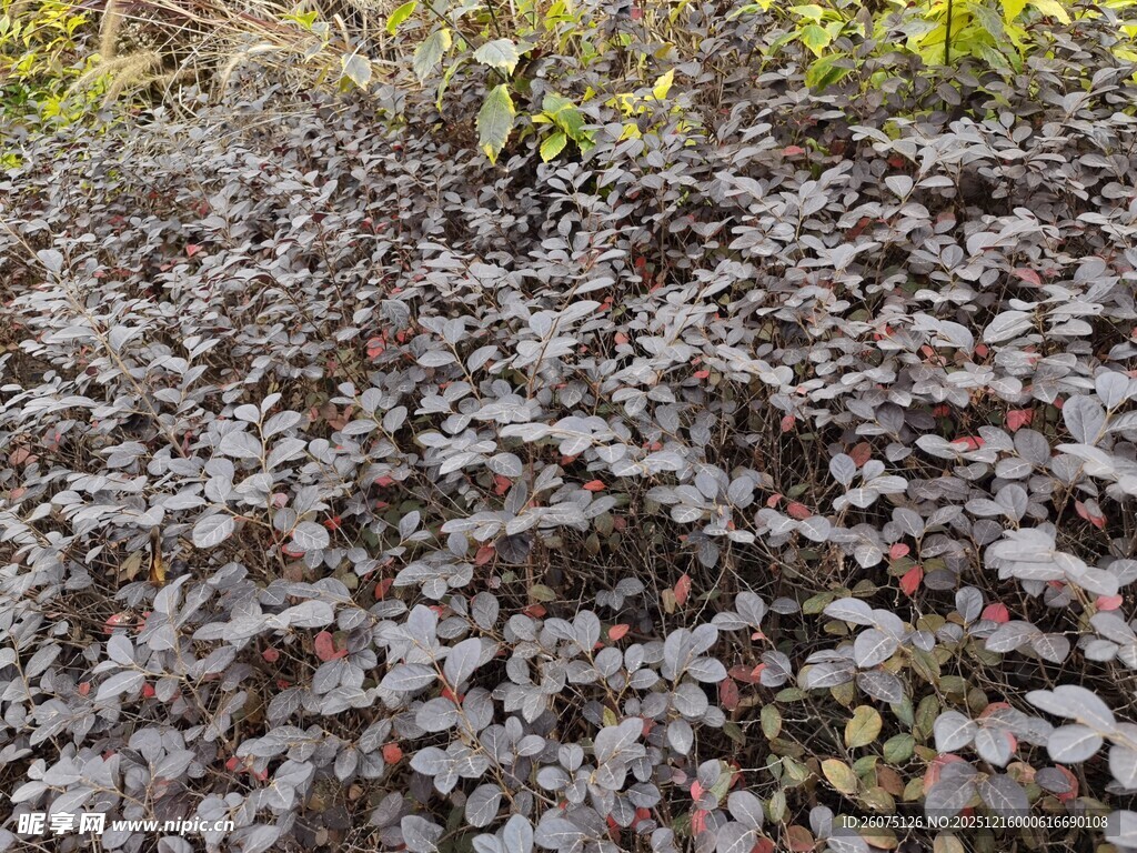 深紫色叶片植物特写