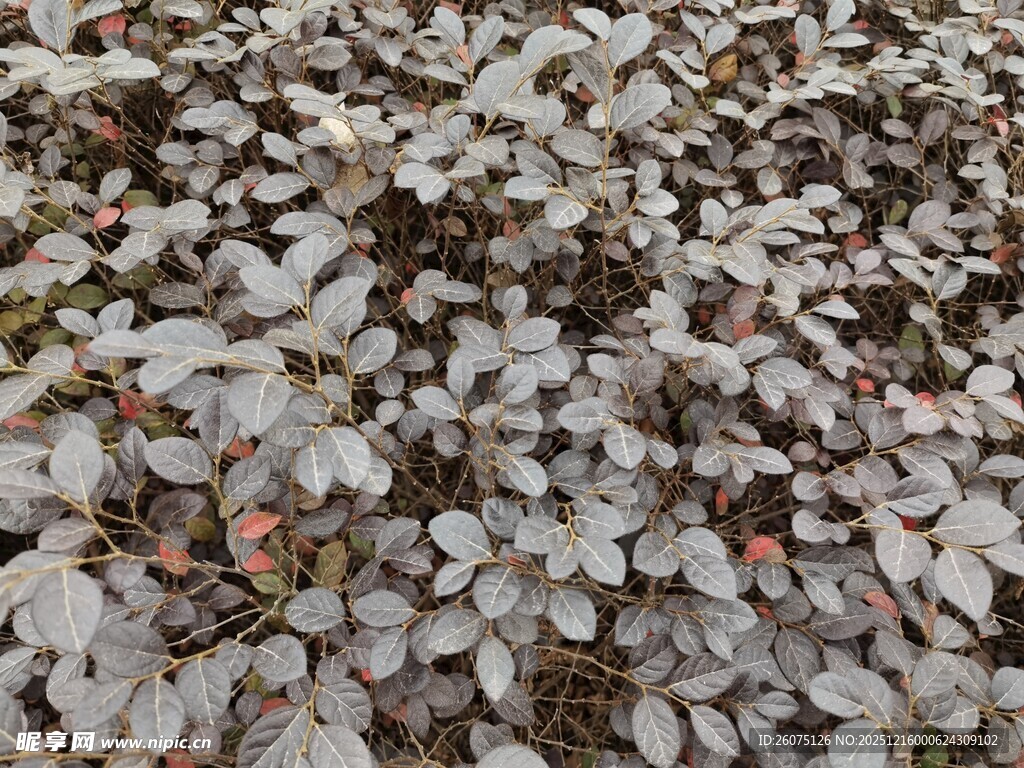 地面上的细碎白色叶片