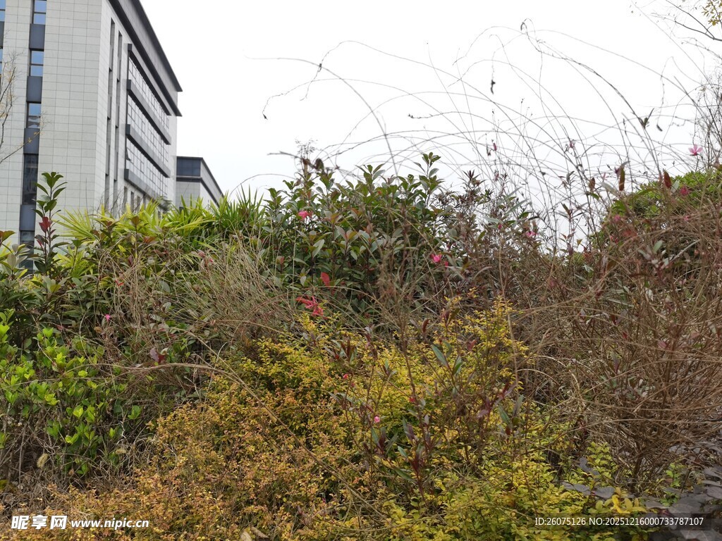 户外繁茂绿植与建筑一角