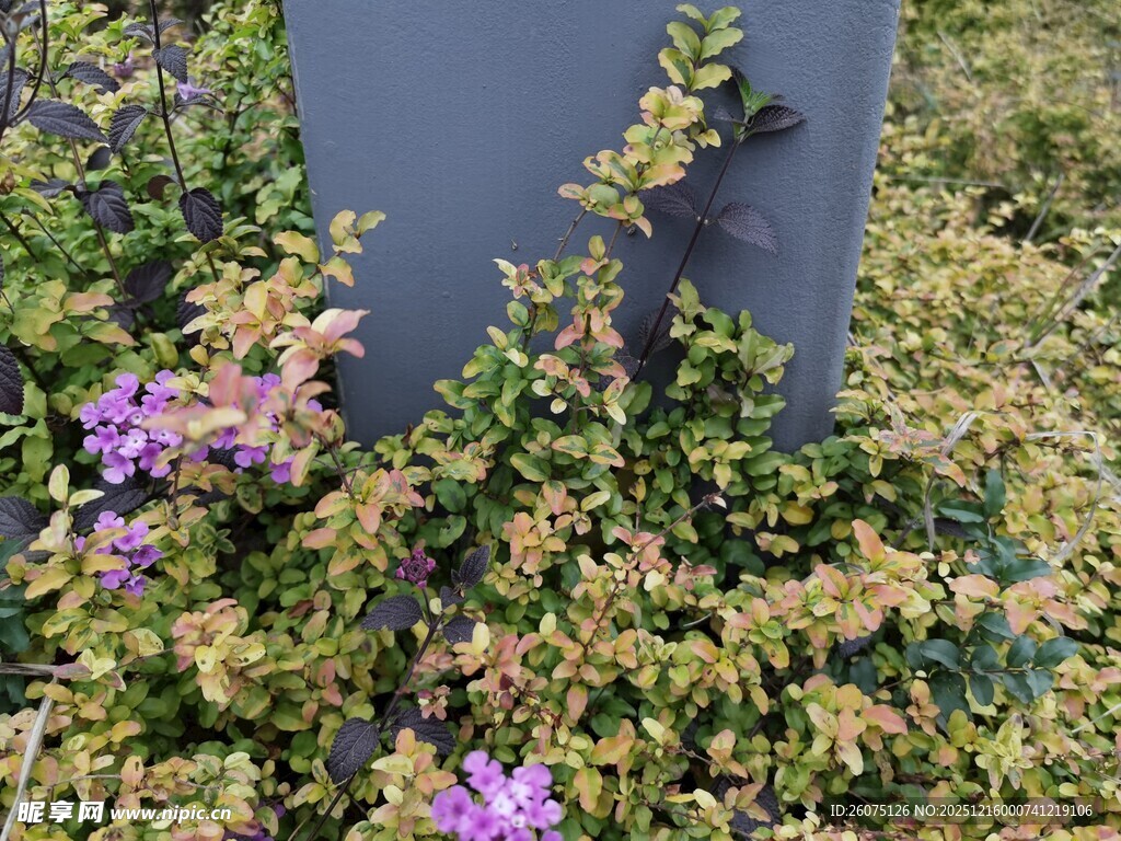 墓碑旁绽放的紫色小花