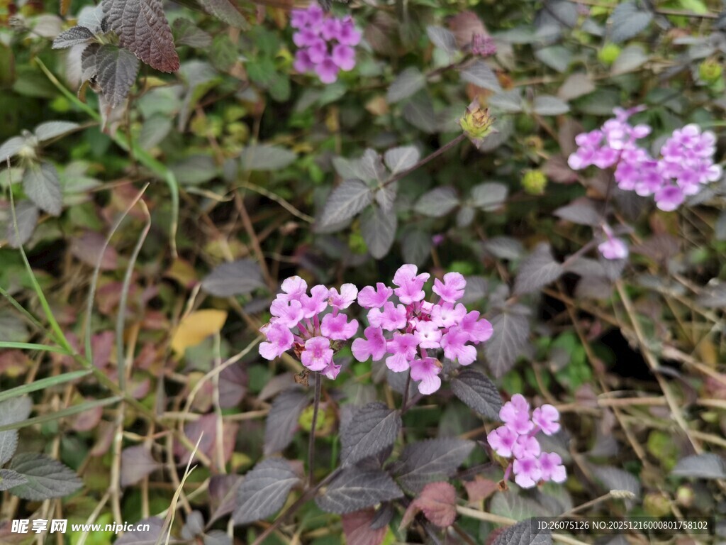 紫色小花绽放于草丛间