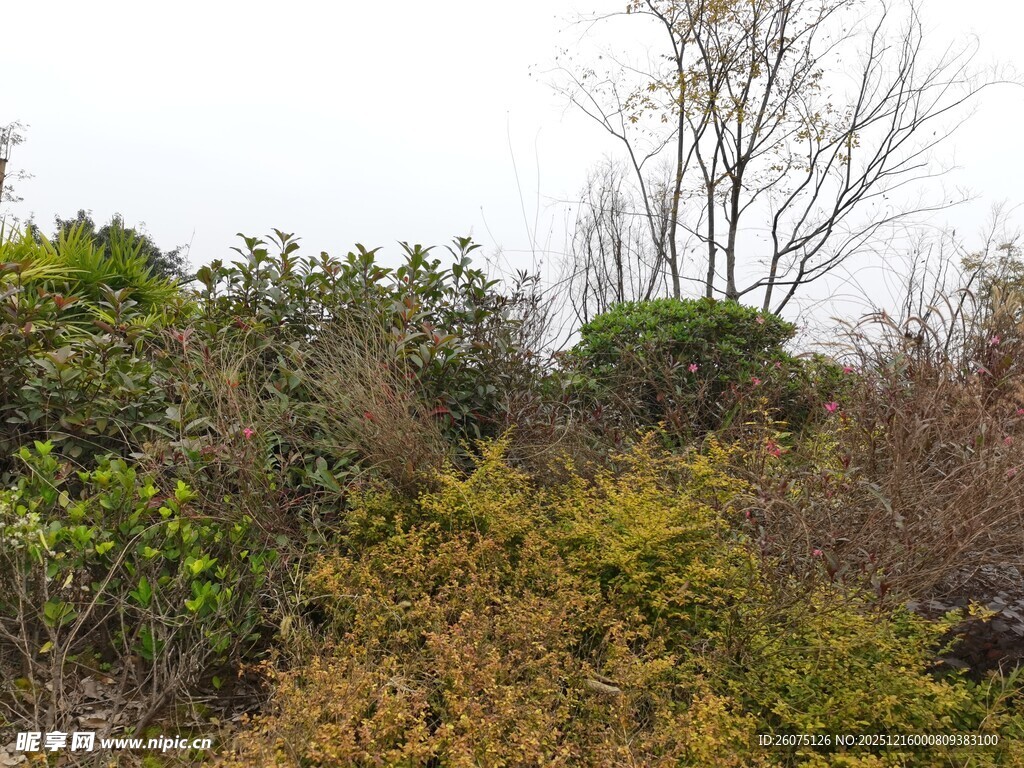野外繁茂植被景观