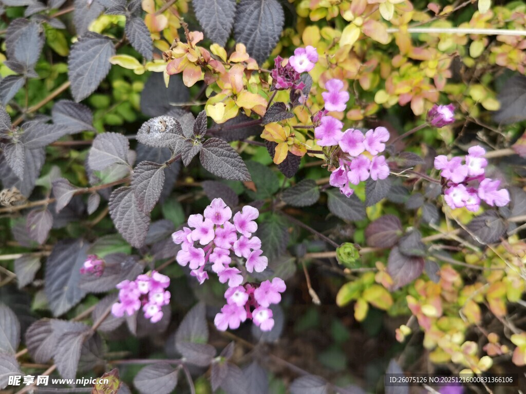 紫色小花与绿叶相映成趣