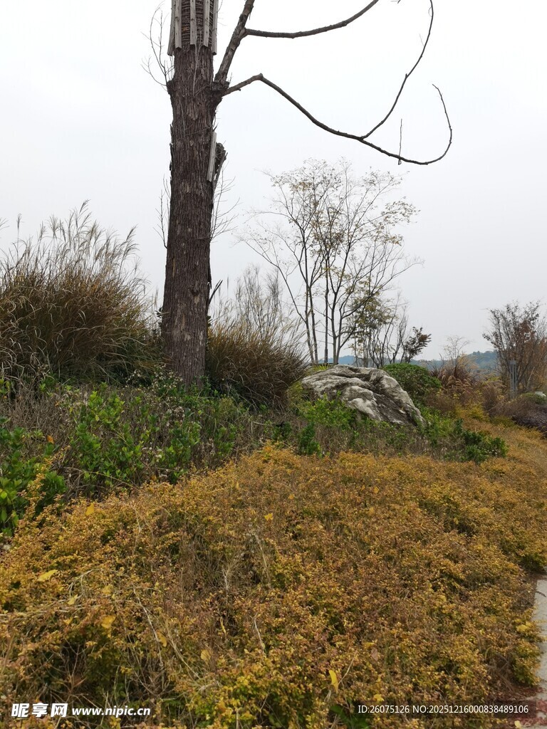 秋日荒野枯树景象