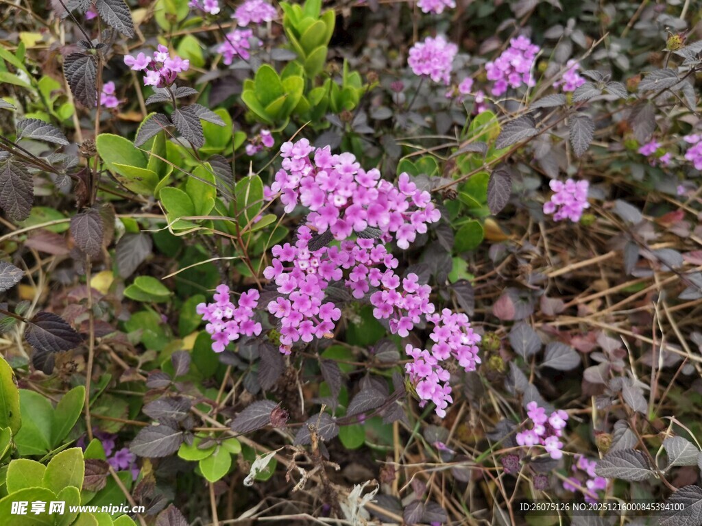 紫色小花绽放于绿叶间