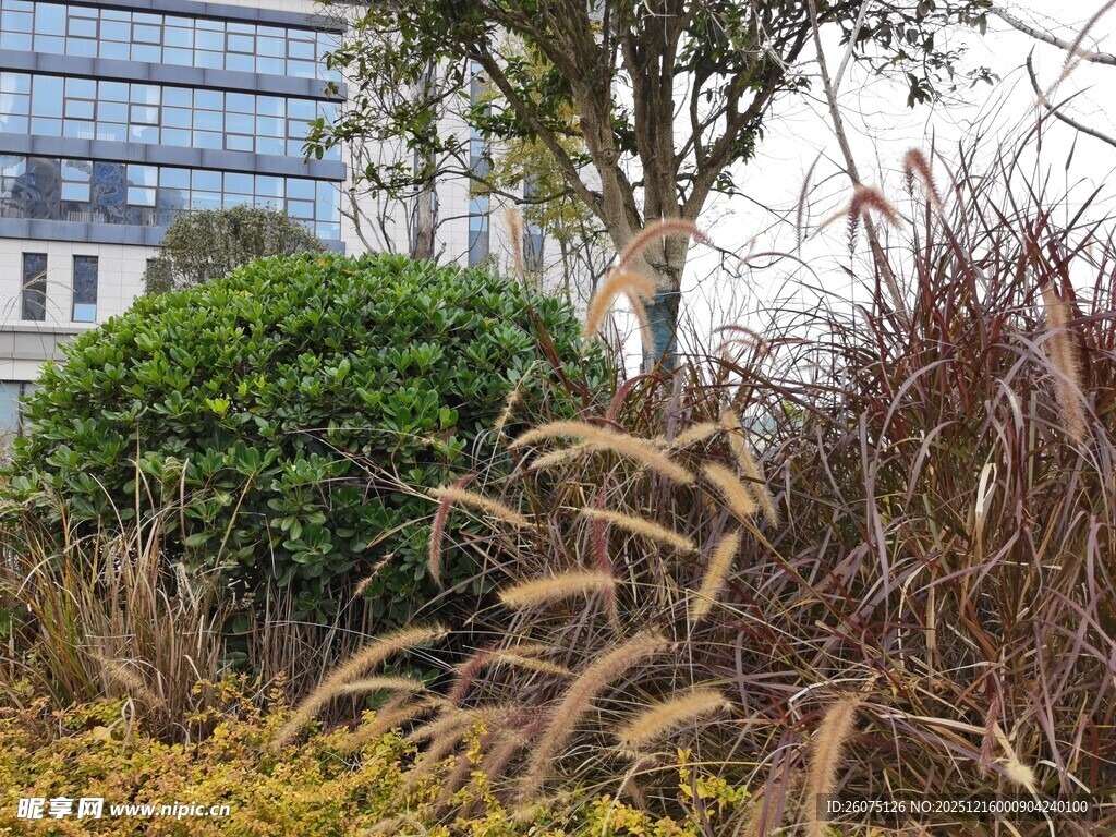 城市中的植物景观