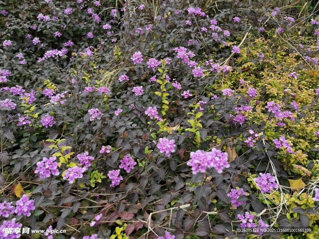 紫色小花绽放于草丛间