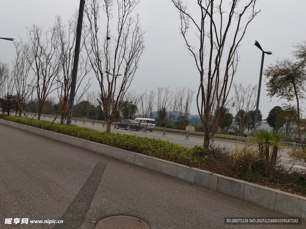 冬日空旷道路旁的光秃树木