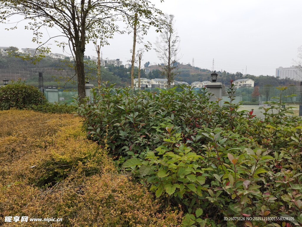 户外林间绿植景观