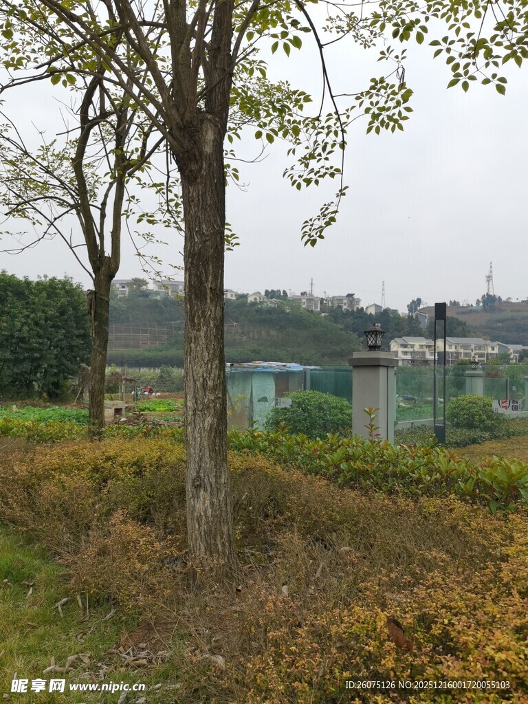 郊外树林边的宁静景致