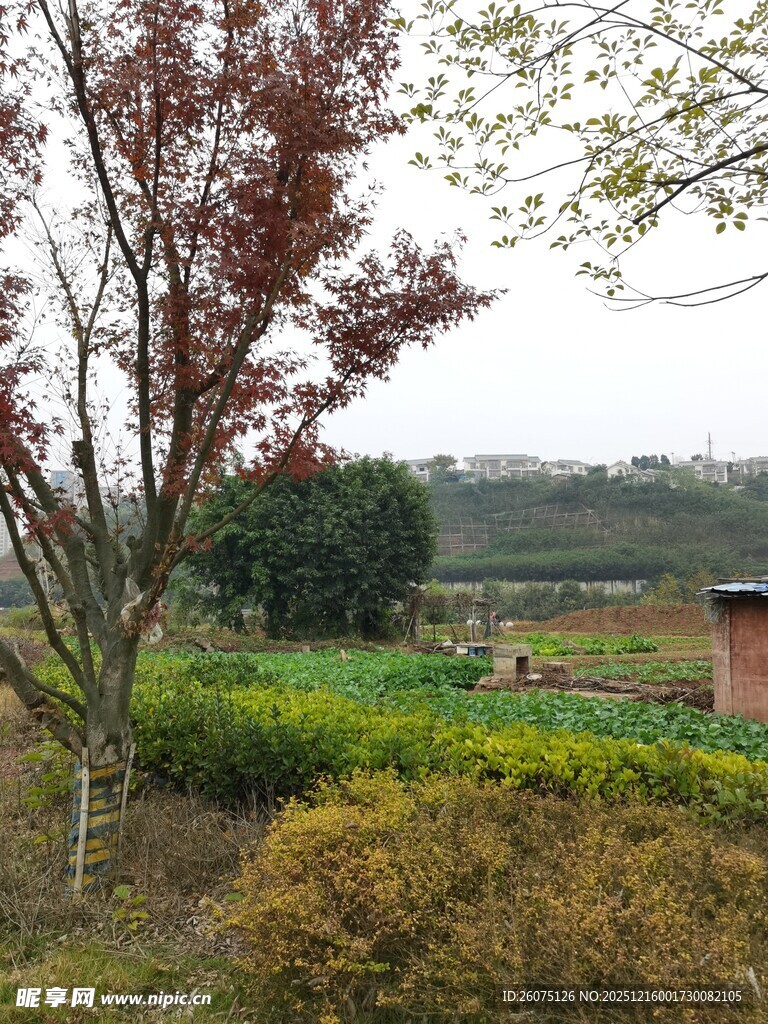 田园风光中的绿植与建筑