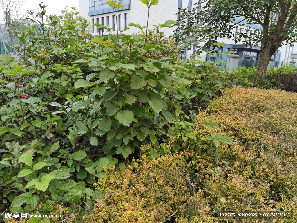 绿植与枯黄草地对比景象