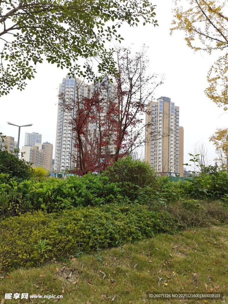 城市绿植与高楼景观