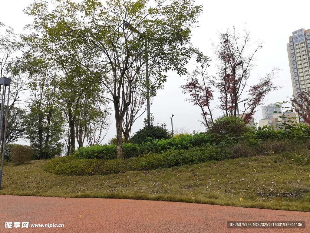 城市路边绿意景观