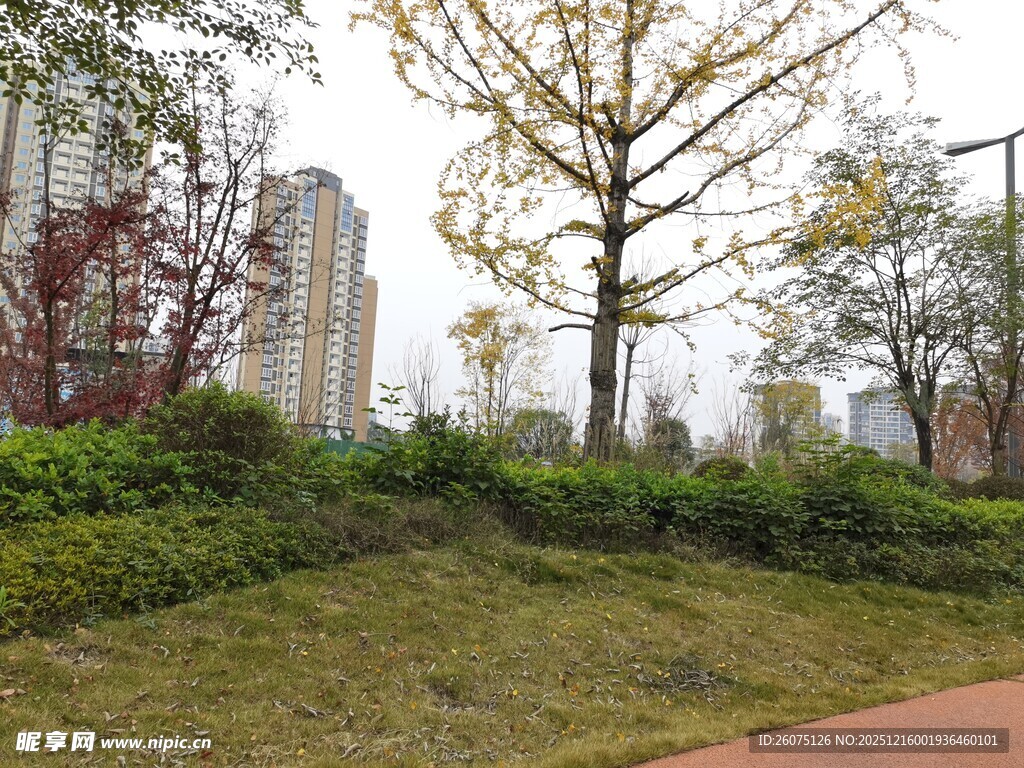 城市绿化带中的树木景观